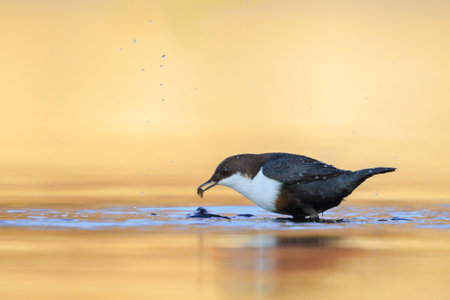 Close-up of a Northern white-throated dipper, Cinclus cinclus cinclus, foraging in waterの写真素材