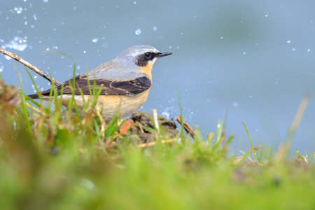 Closeup of a Northern wheatear bird male, Oenanthe oenanthe, foraging in a field of grassの写真素材