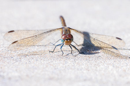 View of a common Darter, Sympetrum striolatum, male with his wings spread he is drying his wings in the early, warm sun lightの写真素材
