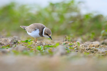 Closeup of a juvenile Little ringed plover, Charadrius dubius, foraging on the floorの写真素材