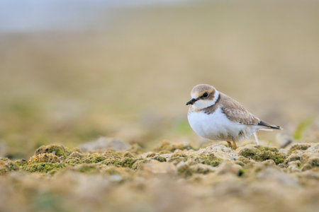Closeup of a juvenile Little ringed plover, Charadrius dubius, foraging on the floorの写真素材