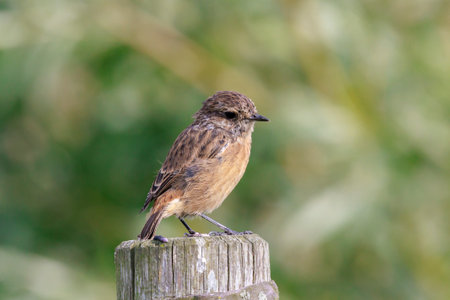Juvenile Stonechat, Saxicola rubicola, bird close-up singing in the morning sunの写真素材