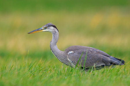 Closeup of a Gray heron, Ardea cinerea, hunting in a meadowの写真素材