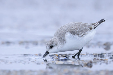 Sanderling, calidris alba, sandpiper bird foraging shells and scallops on a beachの写真素材