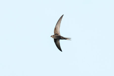 Common swift Apus apus, swallow bird in flight against a white backgroundの写真素材