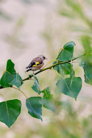 European goldfinch bird, Carduelis carduelis, perched, eating and feeding seedsの写真素材
