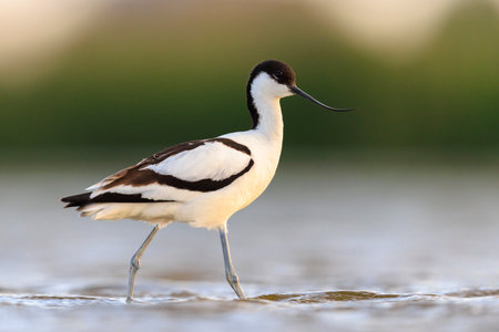Close-up of a Pied Avocet, Recurvirostra avosetta, foraging in blue waterの写真素材