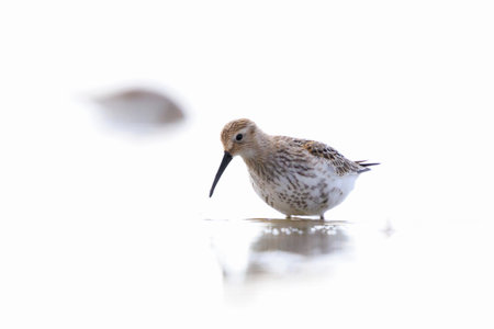 Closeup of a dunlin, Calidris alpina, foraging in wetland.の写真素材