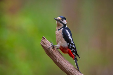 Closeup of a great spotted woodpecker bird, Dendrocopos major, perched in a forest in Summer seasonの写真素材