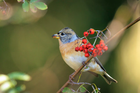 Closeup of a brambling bird, Fringilla montifringilla, in winter plumage feeding orange berries of Sorbus aucuparia, also called rowan and mountain-ash in a forest during Autumn seasonの写真素材