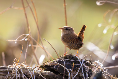 Closeup of a Eurasian Wren bird, Troglodytes troglodytes, bird singing in a forest during Springtimeの写真素材