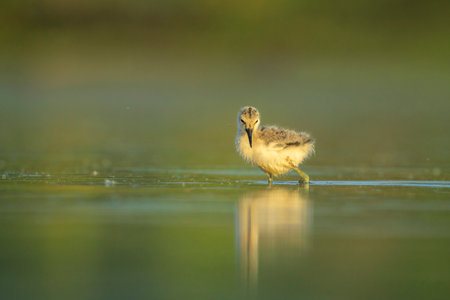 Pied Avocet Recurvirostra avosetta wader bird chick foraging in water.の写真素材