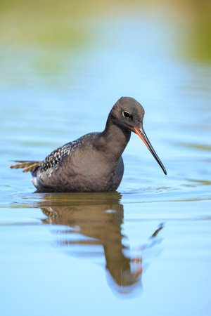 Closeup of a spotted redshank, Tringa erythropus, foraging in shallow waterの写真素材