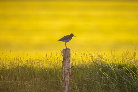 Common redshank Tringa totanus perched on a pole in farmland. These Eurasian wader birds are common breeders in the agricultural grassland of the Netherlands.の写真素材