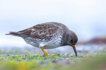 Closeup of a purple sandpiper, calidris maritima, shorebird foraging between rocks and stones on the coast of the North Sea.の写真素材