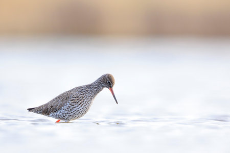 Common redshank tringa totanus wading bird foraging in water on a sunny day These Eurasian wader bird are common breeders in the agricultural grassland of the Netherlands.の写真素材