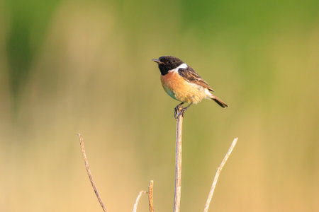 Stonechat, Saxicola rubicola, bird close-up singing in the morning sunの写真素材