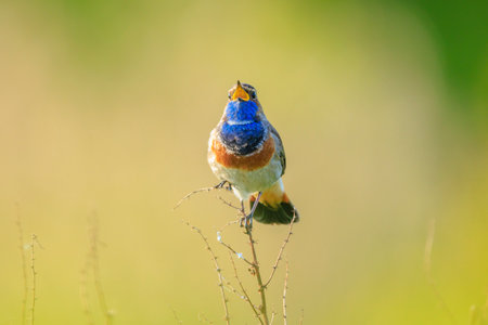 A blue-throat male bird Luscinia svecica cyanecula singing to attract a female during breeding season in Springtimeの写真素材