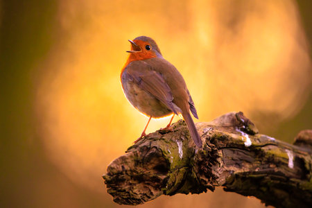 European robin Erithacus rubecula singing in sun rays sunlight during sunset mating season in Springtime.の写真素材