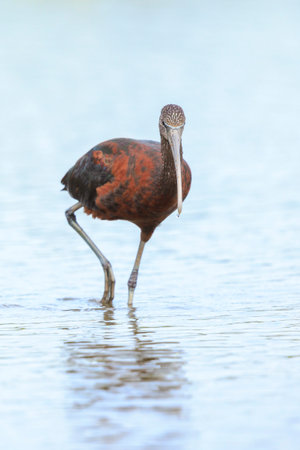 Closeup of a Glossy ibis, Plegadis falcinellus, wader bird in breeding plumage foraging in waterの写真素材