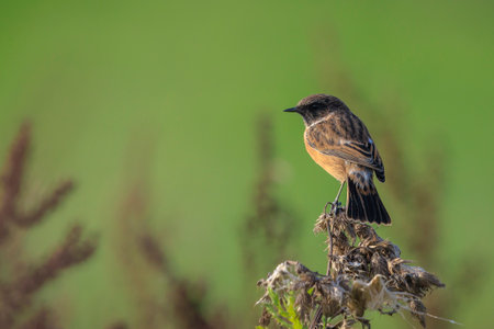 Stonechat, Saxicola rubicola, male bird close-up singing in the morning sunの写真素材