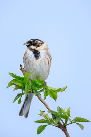 A common reed bunting male Emberizaschoeniclus sings a song on a reed plume Phragmites australis. The reed beds waving due to strong winds in Spring season on a cloudy day.の写真素材