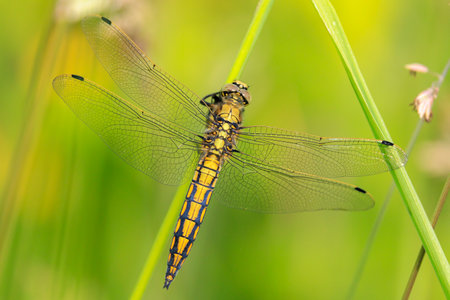 Black-tailed skimmer, Orthetrum cancellatum, is a dragonfly of Europe and Asia. A female specie is resting, warming up in the warm summer sunlight.の写真素材