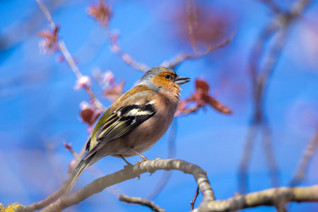 Closeup of a male chaffinch, Fringilla coelebs, singing on a tree in a green forest.の写真素材