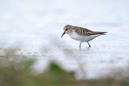 Closeup of a Little stint, Calidris minuta, small wader bird foraging in wetland.の写真素材