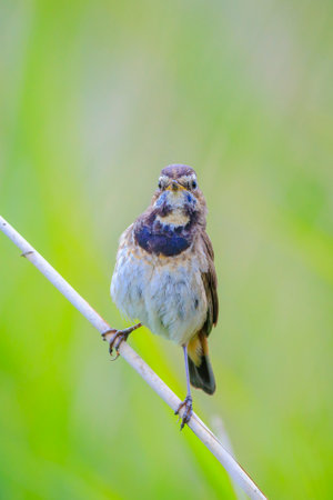 A blue-throat bird Luscinia svecica cyanecula singing during breeding season in Springtimeの写真素材