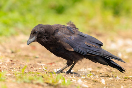 Closeup of a carrion crow Corvus corone black bird foraging on the ground near water.の写真素材