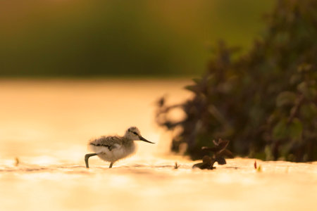 Pied Avocet Recurvirostra avosetta wader bird chick foraging in waterの写真素材
