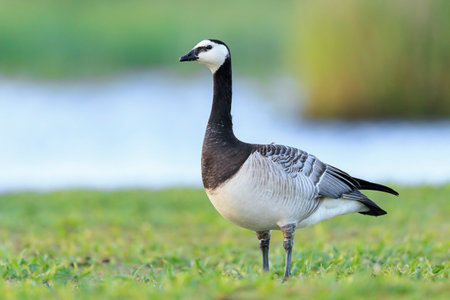 Close-up of a barnacle goose Branta leucopsis walking and foraging in a meadow on a sunny dayの写真素材