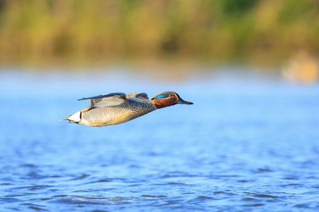 A male eurasian teal, anas crecca, duck swimming towards the camera.
