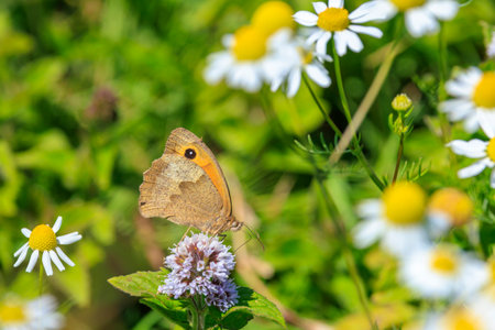 Closeup side view of a Meadow brown butterfly Maniola jurtina feeding nectar