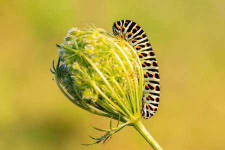 Caterpillar of an Old World swallowtail also common yellow swallowtail butterfly, Papilio machaon, feeding on Daucus carotaの写真素材