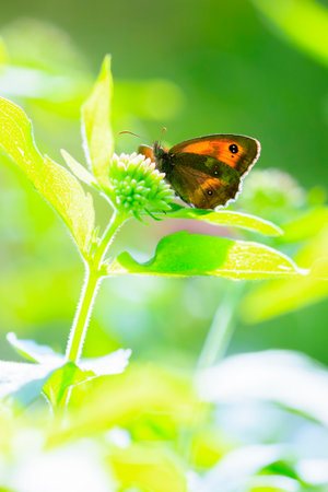 The gatekeeper butterfly, Pyronia tithonus, resting on green vegetation