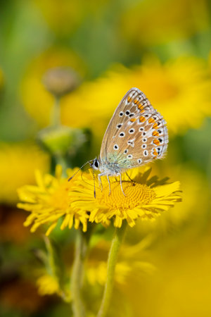 Early morning Common Blue butterfly, Polyommatus icarus, pollinating on a flower in a meadow under...
