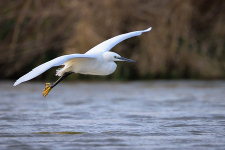 Closeup of a Little Egret, Egretta garzetta, in flight hunting