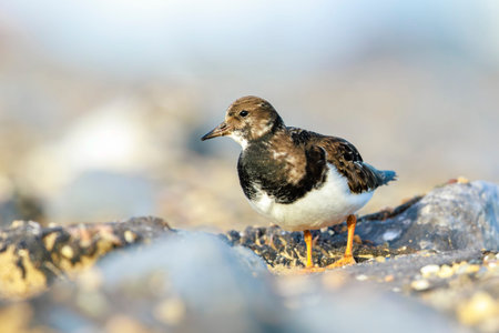 Closeup of a Ruddy turnstone wading bird, Arenaria interpres, in winter plumage foraging in between the rocks at the shore. These birds live in flocks at shore and are migratory.の写真素材