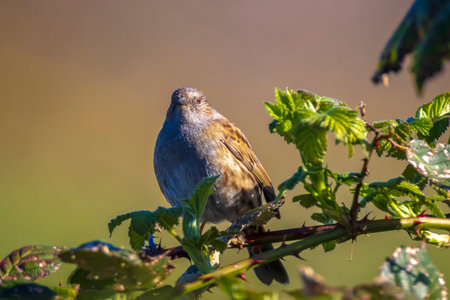 Close-up of a Dunnock, Prunella modularis, male bird in a tree display and singing an early morning song during Springtime to attract a female.の写真素材