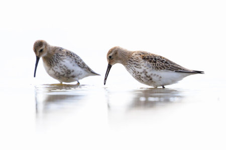 Closeup of a dunlin, Calidris alpina, foraging in wetland.の写真素材