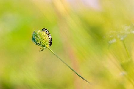 Caterpillar of an Old World swallowtail also common yellow swallowtail butterfly, Papilio machaon,...