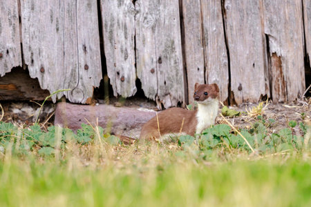 Closeup of a Stoat, mustela erminea, running and jumping in a grass field while hunting.