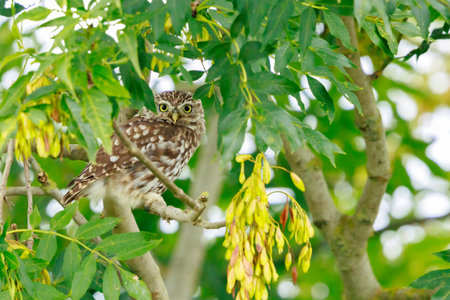 Closeup of a Little owl, Athene noctua, bird of prey perched in a tree and resting while hunting...