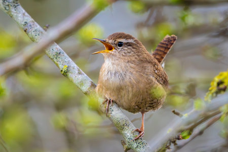 Closeup of a Eurasian Wren bird, Troglodytes troglodytes, bird singing in a forest during Springtime