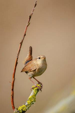 Closeup of a Eurasian Wren bird, Troglodytes troglodytes, bird perched in a forest