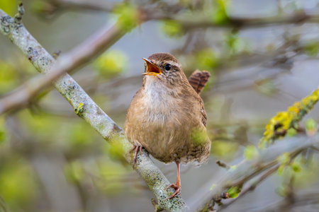 Closeup of a Eurasian Wren bird, Troglodytes troglodytes, bird singing in a forest during Springtime