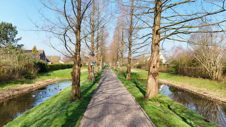 Tranquil pathway lined with tall trees beside a calm water canal, showcasing a serene landscape under a clear blue sky.の写真素材