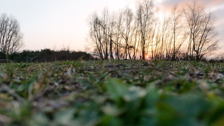 Close-up of green grass with a blurred background of trees silhouetted against a warm sunset sky.